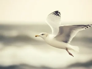 Juan Salvador Gaviota